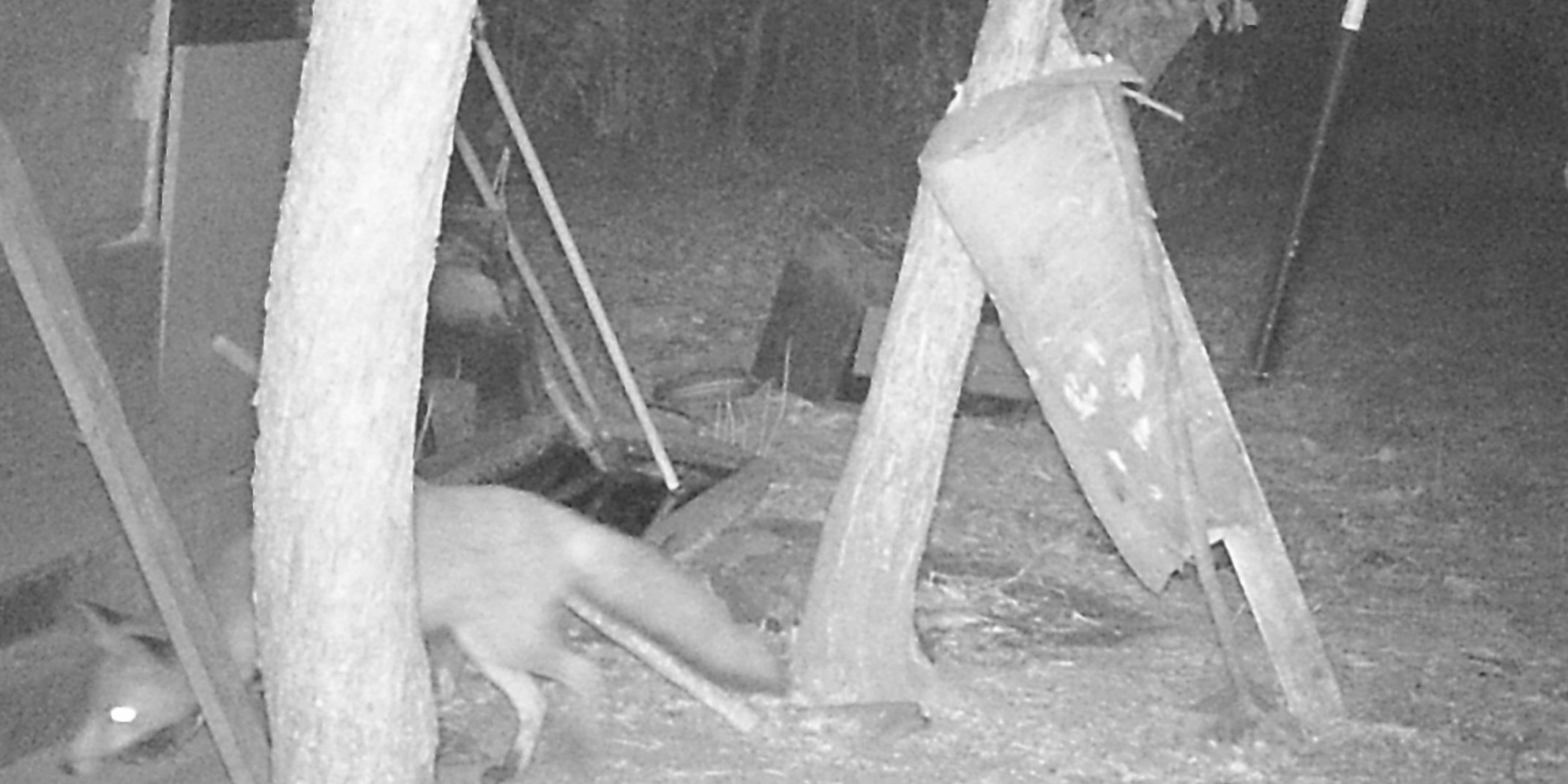 cámaras con visión nocturna